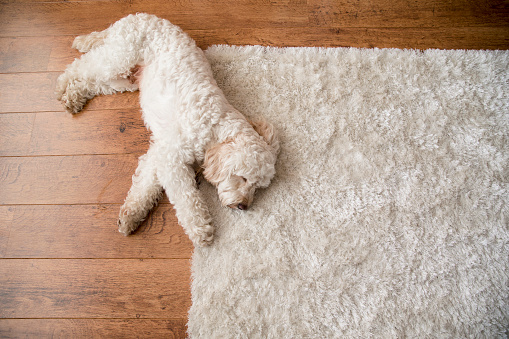 Dog lying on a rug