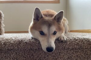 dog laying on steps